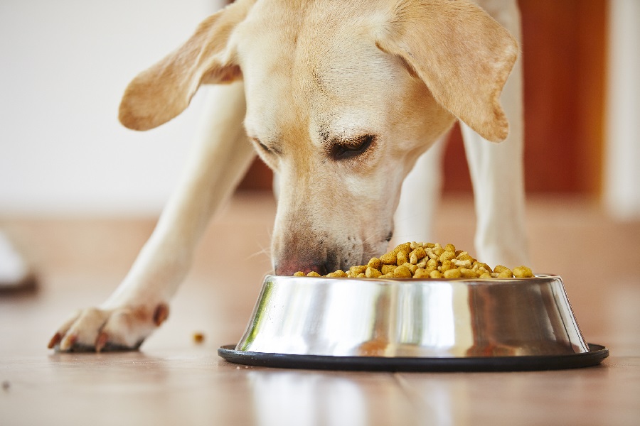 IMPORTANT TIPS TO CHOOSE THE RIGHT DOG TREATS IN INDIA
