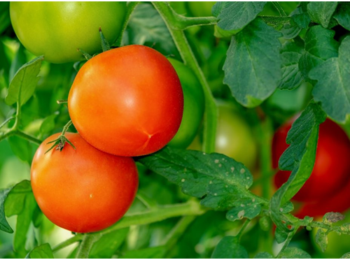 Understanding How To Grow Tomato Plants!