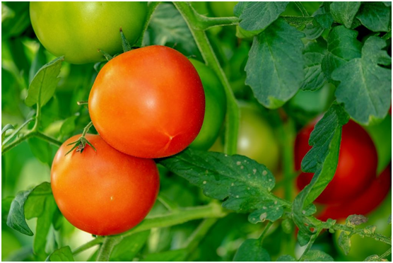 Understanding How To Grow Tomato Plants!
